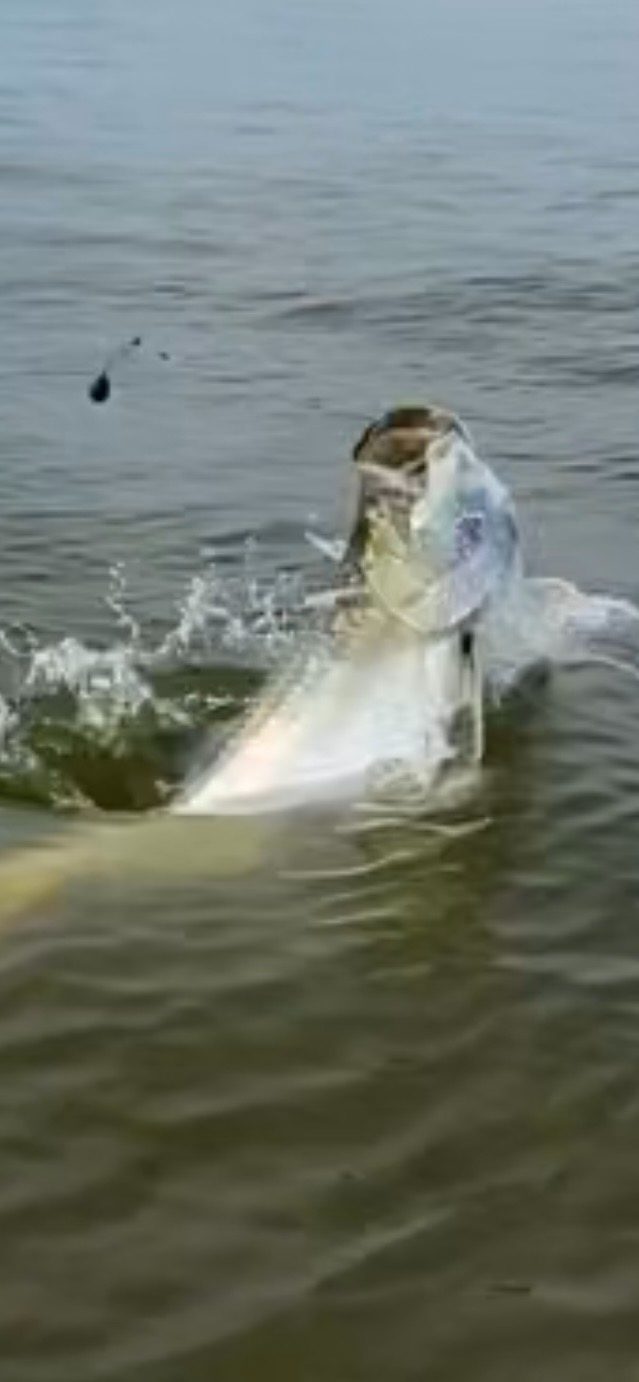 North Island Fishing Charters