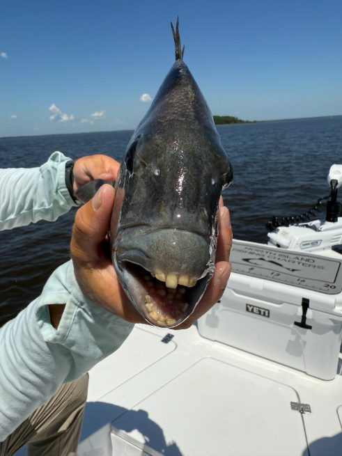 North Island Fishing Charters