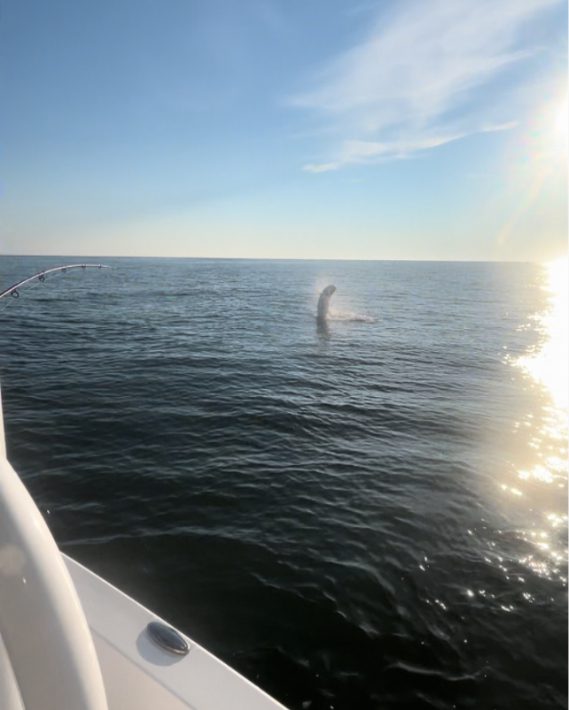 North Island Fishing Charters